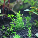 立ち上げ水槽　植栽から10日目2